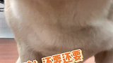 给大家介绍一下，这是我们家的新成员：貂蝉！