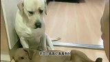 老四看见小迷糊就犯困，一见石榴两眼放光，果然是异性相吸呀