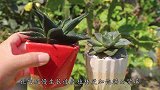 多肉控养方法大全，舍得“虐待”，美美的状态很快就出来了