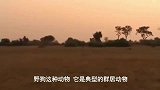 野狗群偷袭扭角羚羊，落单的扭角羚被狩猎，团队的力量真强大！