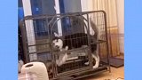 二哈终于硬气了一回，但帅不过三秒啊