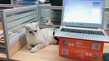 把猫咪带去公司后,它还挺乖的,不过耳朵是怎么回事呢