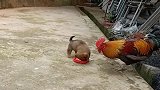 公鸡想吃狗狗的食，接下来小狗的一个举动，公鸡：吓我一跳