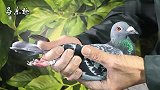 信鸽鉴赏：詹森赛鸽，实力派快速鸽，看看怎么样？