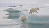北极熊：一家子暂时脱险了，愿人们爱护地球，珍惜大自然的馈赠