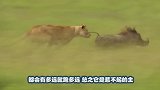 狮子冲向斑马群，本想捕食斑马，没想到却是这样的可怜下场