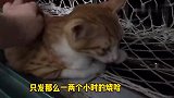 绝症小猫为逃避打针，做出了这种行为，女主人：你要跟我斗