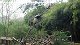 大熊猫向游客炫耀小苹果，结果乐极生悲，被别的熊猫一口给吞了！
