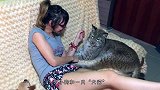 一只“大猫”成了小萌娃的玩伴，画面温馨有爱