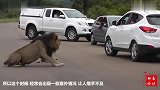 狮子霸道的在路上拦截私家车，狮子都不许动