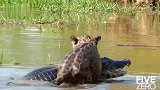 美洲豹在水里轻松拿捏鳄鱼，回到岸上又是简简单单的一餐