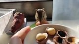 小松鼠吃夏威夷果，吃着吃着被主人碰了一下，就定格不动了，真逗
