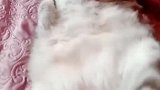 猫：咋回事，我咋还翻不了身了！
