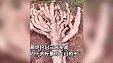 山药老祖！男子挖到巨型野生山药：动用挖掘机挖了3米多深才挖出