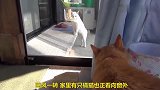 白猫找橘猫玩耍，橘猫：你走吧，我妈不让和你玩