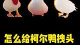 招财进宝啄壳开洞拽头出壳非常简单！