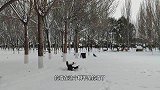 狗生之年，能够经历这么一场大雪，也算没有白来