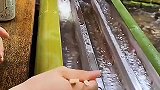 真流水席，真是不可思议