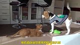 猫咪和狗狗起了争执，怒怼对方不依不饶，太有趣了