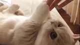 以后养猫一定要养个短腿的，这样打架就抓不到我的手了