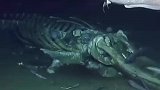 湾鳄的尸骸，默默变成了水中生物的寄居天堂