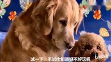 主人让金毛摸仙人掌，金毛早已看穿一切，这眼神里太有戏了，逗