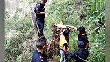 四川最大红豆杉盗伐案告破 宣判盗伐116棵红豆杉被判7年