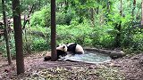 洗个澡还打起来了，熊猫宝宝脾气不太好啊