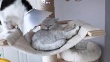 家里猫大哥腿受伤，老二立马预谋篡位，竟用屁崩走大佬！