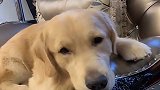 法斗犬在书上得知吸烟对肺不好，竟决定以后不看书了，太逗了