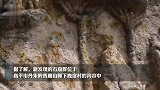 山西高平发现北魏形制石窟群 已有1500年历史