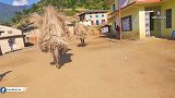 尼泊尔村庄的日常生活，秋天稻谷黄了，土豪建房用了水泥和钢筋