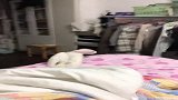 戏精鹦鹉小奶油，家里的鹦鹉玩嗨了，网友：组团偷鹦鹉了！