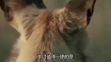 小象险遭鬣狗攻击，大象带领大部队攻击鬣狗，镜头拍下全过程！