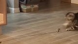 猫：铲屎官也不会玩这玩具，还是我自己来吧！