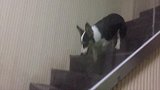狗子戏精上身搞笑系列，音乐响起身不由己，看十次笑十次