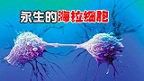 无限增殖的海拉细胞，癌细胞也有益处？“永生”或许并非遥不可及