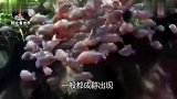 大爷养了150条食人鱼，饿了十天后跳进水池，镜头拍下全过程