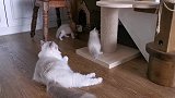 看看猫妈是怎样教小猫磨爪子的，好有耐心哦！