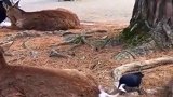 见识一下鸟界恶霸山雀鸟，从动物身上拔毛筑巢，看看把羊毛薅的！