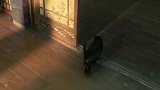 美女得到黑猫指引，在自家地下挖到很多钱