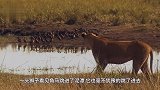 雄狮捕猎角马，角马不但没跑还硬怼起来！这不是送死吗