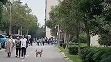 小狗在学校里徘徊，嘴里还叼着女生的衣服