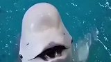 海豚一脸懵，口感不对啊