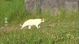 猫咪：这片草地都是我的，想去哪就去哪！