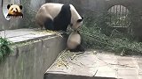 熊猫妈妈把熊孩子叼起来搂入怀中：该喝奶了，宝贝！好温馨的一幕