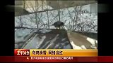实拍乌鸦滑雪视频走红网络