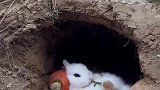 好羡慕兔兔的生活，不愁吃，无忧无虑