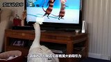 大白鹅正在看动画，怎料主人突然换台，接下来憋住别笑！