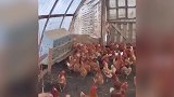 瘦小无助可怜！老鹰闯入鸡棚遭围殴  鹰：我是谁？